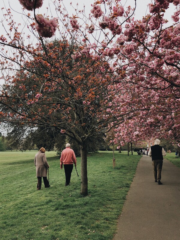 view from behind of older people walking in a park 
